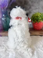 Divinity, a CLEAR Tricolor Mini Poodle! (AtAt, KyKy, Bb, 0-cddy/ivdd), a female Poodle - Miniature  for sale in Rigby, ID – Photo 7 of 7