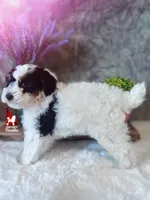 Divinity, a CLEAR Tricolor Mini Poodle! (AtAt, KyKy, Bb, 0-cddy/ivdd), a female Poodle - Miniature  for sale in Rigby, ID – Photo 5 of 7