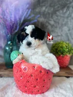 Divinity, a CLEAR Tricolor Mini Poodle! (AtAt, KyKy, Bb, 0-cddy/ivdd), a female Poodle - Miniature  for sale in Rigby, ID – Photo 2 of 7