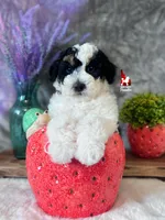 Divinity, a CLEAR Tricolor Mini Poodle! (AtAt, KyKy, Bb, 0-cddy/ivdd), a female Poodle - Miniature  for sale in Rigby, ID – Photo 4 of 7