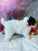 Divinity, a CLEAR Tricolor Mini Poodle! (AtAt, KyKy, Bb, 0-cddy/ivdd), a female Poodle - Miniature  for sale in Rigby, ID – Photo 6 of 7