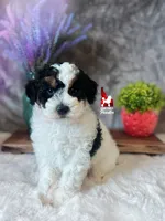 Divinity, a CLEAR Tricolor Mini Poodle! (AtAt, KyKy, Bb, 0-cddy/ivdd), a female Poodle - Miniature  for sale in Rigby, ID – Photo 3 of 7