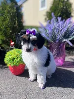 Divinity, a CLEAR Tricolor Mini Poodle! (AtAt, KyKy, Bb, 0-cddy/ivdd), a female Poodle - Miniature  for sale in Rigby, ID – Photo 1 of 7