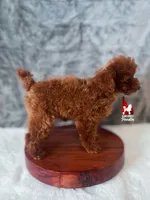 🌺Posie, "Teacup" Toy Poodle Girl ~ Pet , a female Poodle - Toy  for sale in Rigby, ID – Photo 3 of 7