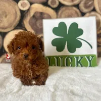 🌺Posie, "Teacup" Toy Poodle Girl ~ Pet , a female Poodle - Toy  for sale in Rigby, ID – Photo 6 of 7