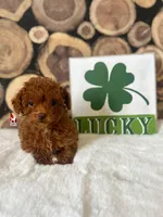 🌺Posie the Teacup Poodle Girl, a female Poodle - Toy  for sale in Rigby, ID – Photo 1 of 3