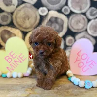🌺Posie, "Teacup" Toy Poodle Girl ~ Pet , a female Poodle - Toy  for sale in Rigby, ID – Photo 7 of 7