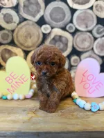 🌺Posie the Teacup Poodle Girl, a female Poodle - Toy  for sale in Rigby, ID – Photo 3 of 3