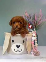 🌺Posie, "Teacup" Toy Poodle Girl ~ Pet , a female Poodle - Toy  for sale in Rigby, ID – Photo 5 of 7