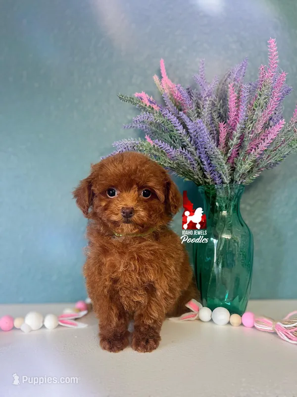 🌺Posie the Teacup Poodle Girl – Poodle - Toy  puppy for sale in Rigby, ID