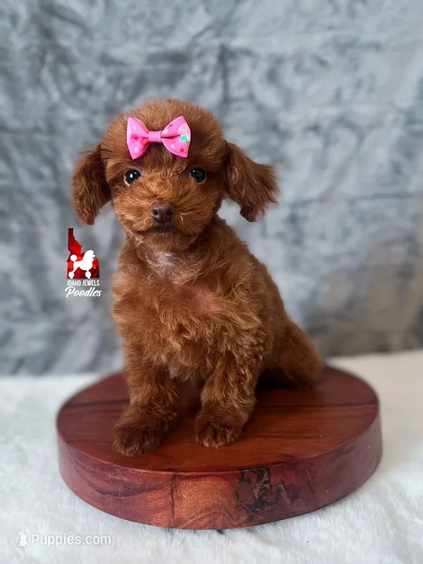 🌺Posie, "Teacup" Toy Poodle Girl ~ Pet  – Poodle - Toy  puppy for sale in Rigby, ID