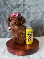 🌺Posie, "Teacup" Toy Poodle Girl ~ Pet , a female Poodle - Toy  for sale in Rigby, ID – Photo 2 of 7