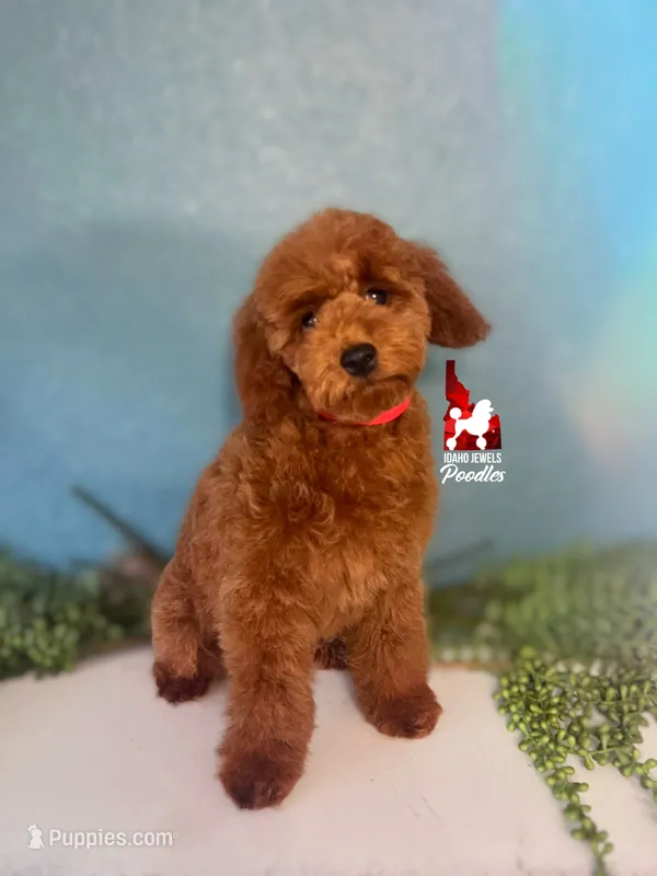 Toffee, Red Small Mini Poodle ~ Pet – Poodle - Miniature  puppy for sale in Rigby, ID