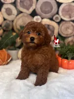 Aladdin, Red Toy Poodle Boy ~ Breeder or Pet, a male Poodle - Toy  for sale in Rigby, ID – 2 of 5