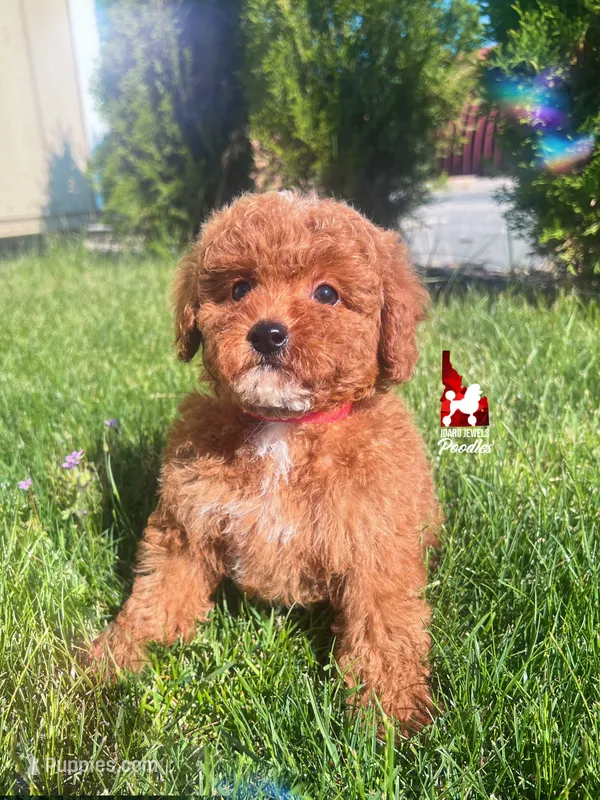 🍾Bramble, Red Toy Poodle Boy ~ Pet – Poodle - Toy  puppy for sale in Rigby, ID