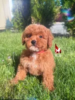 🍾Bramble, Red Toy Poodle Boy ~ Pet, a male Poodle - Toy  for sale in Rigby, ID – 3 of 6