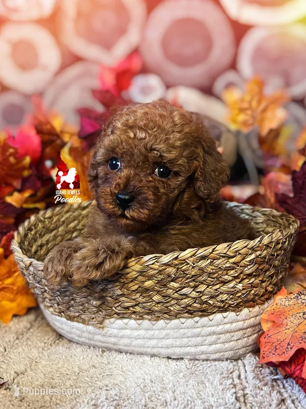 🎮Link, Red Toy Poodle Boy ~ Pet – Poodle - Toy  puppy for sale in Rigby, ID