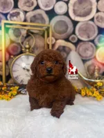 Simba, Red Large Toy Poodle Boy ~ Breeder or Pet, a male Poodle - Toy  for sale in Rigby, ID – 2 of 3