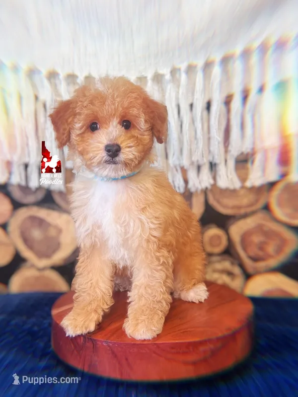 🌴Coast, Red/Apricot w/ White Small Mini Poodle Boy ~ Pet – Poodle - Miniature  puppy for sale in Rigby, ID