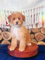 🌴Coast, Red/Apricot w/ White Small Mini Poodle Boy ~ Pet, a male Poodle - Miniature  for sale in Rigby, ID – 2 of 5