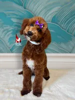 Brooklyn, Red w/ White Mini Poodle Girl ~ Pet, a female Poodle - Miniature  for sale in Rigby, ID – 1 of 5