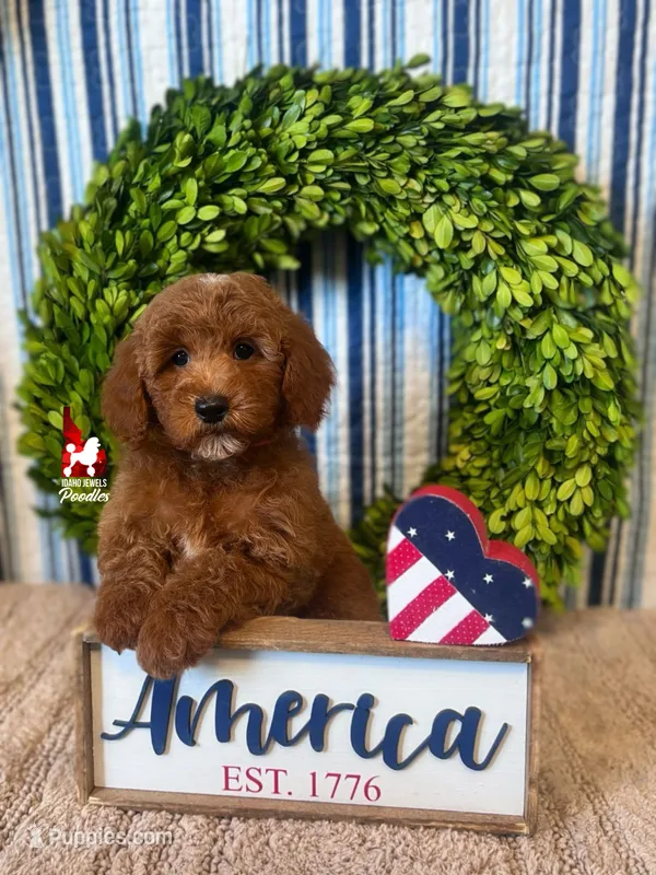 Audrey, Red Mini Poodle Girl ~ Pet – Poodle - Miniature  puppy for sale in Rigby, ID