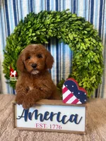 💯Audrey, Red Mini Poodle Girl ~ Pet, a female Poodle - Miniature  for sale in Rigby, ID – 4 of 9