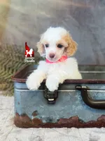Jayden, Red/Apricot (Hidden Tricolor) Mini Poodle Boy ~ Breeder or Pet, a male Poodle - Miniature  for sale in Rigby, ID – 4 of 6