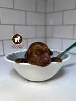 Captain, Red F1 Cavapoo Boy ~ Pet, a male Cavalier King Charles Spaniel and Poodle - Miniature  for sale in Rigby, ID – 7 of 7