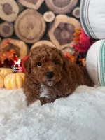 Austen, Red w/ White Mini Poodle Boy ~ Pet, a male Poodle - Miniature  for sale in Rigby, ID – 3 of 4