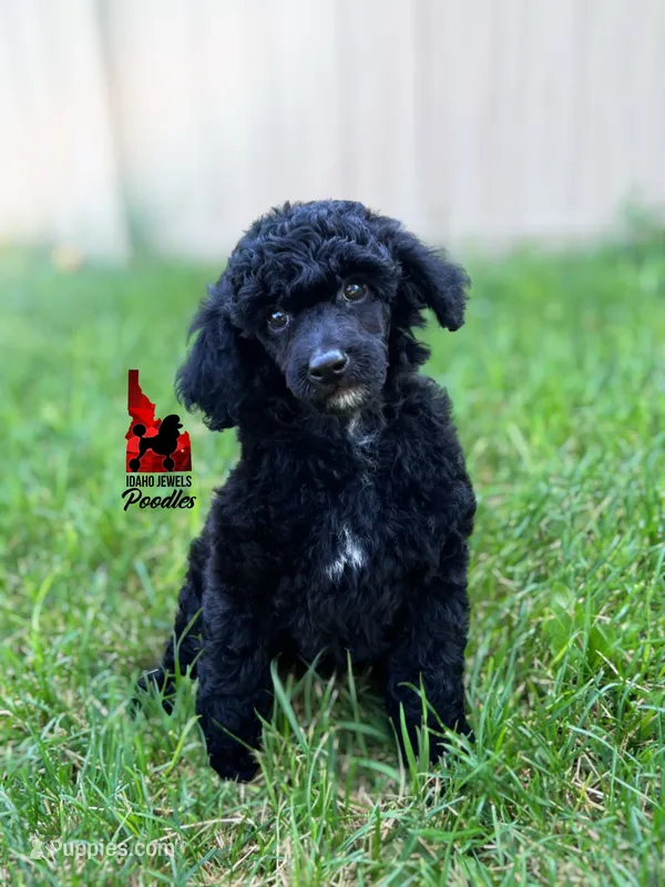 🧸Teddybear, Black Small Moyen Boy ~ Pet – Poodle - Miniature  puppy for sale in Rigby, ID