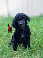 🧸Teddybear, Black Small Moyen Boy ~ Pet, a male Poodle - Miniature  for sale in Rigby, ID – 1 of 6