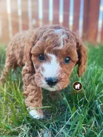 🪨Flint the Ruby Red w/ White Cavapoo, a male Cavapoo and Poodle - Miniature  for sale in Rigby, ID – Photo 4 of 5