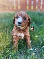 🪨Flint the Ruby Red w/ White Cavapoo, a male Cavapoo and Poodle - Miniature  for sale in Rigby, ID – Photo 5 of 5