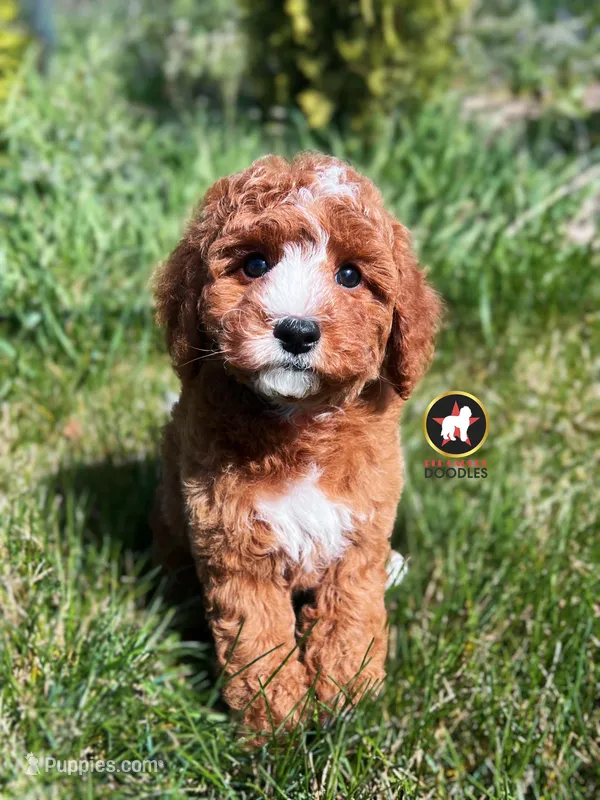 🪨Flint the Ruby Red w/ White Cavapoo – Cavapoo, Poodle - Miniature  puppy for sale in Rigby, ID