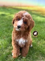 🪨Flint the Ruby Red w/ White F1B Cavapoo, a male Cavapoo and Poodle - Miniature  for sale in Rigby, ID – 6 of 10