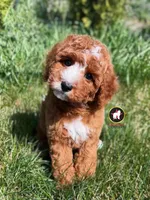 🪨Flint the Ruby Red w/ White Cavapoo, a male Cavapoo and Poodle - Miniature  for sale in Rigby, ID – Photo 2 of 5