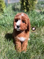 🪨Flint the Ruby Red w/ White Cavapoo, a male Cavapoo and Poodle - Miniature  for sale in Rigby, ID – Photo 3 of 5