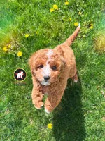 🪨Flint the Ruby Red w/ White F1B Cavapoo, a male Cavapoo and Poodle - Miniature  for sale in Rigby, ID – 4 of 10