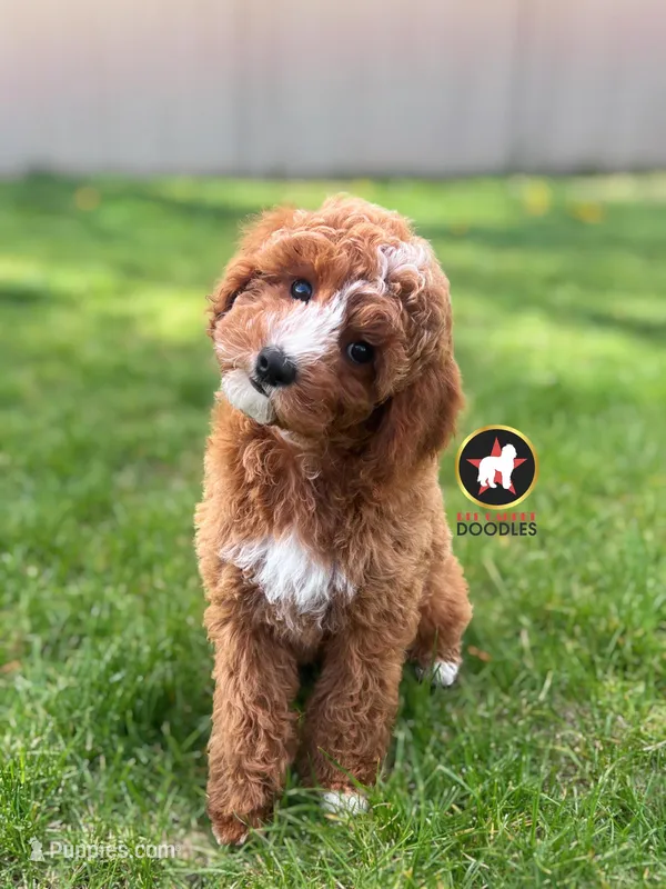 🪨Flint the Ruby Red w/ White Cavapoo – Cavapoo, Poodle - Miniature  puppy for sale in Rigby, ID