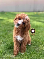 🪨Flint the Ruby Red w/ White F1B Cavapoo, a male Cavapoo and Poodle - Miniature  for sale in Rigby, ID – 3 of 10