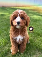 🪨Flint the Ruby Red w/ White F1B Cavapoo, a male Cavapoo and Poodle - Miniature  for sale in Rigby, ID – 5 of 10