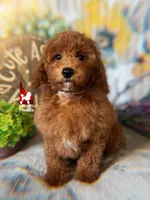 💯Ava, Red Mini Poodle Girl ~ Breeder or Pet, a female Poodle - Miniature  for sale in Rigby, ID – 3 of 9