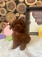 💎🐩Lava the Teacup Poodle, a female Poodle - Toy  for sale in Rigby, ID – Photo 3 of 7