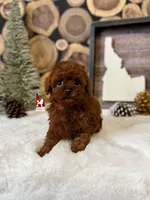 💎🐩Lava the Poodle, a female Poodle - Toy  for sale in Rigby, ID – Photo 1 of 3