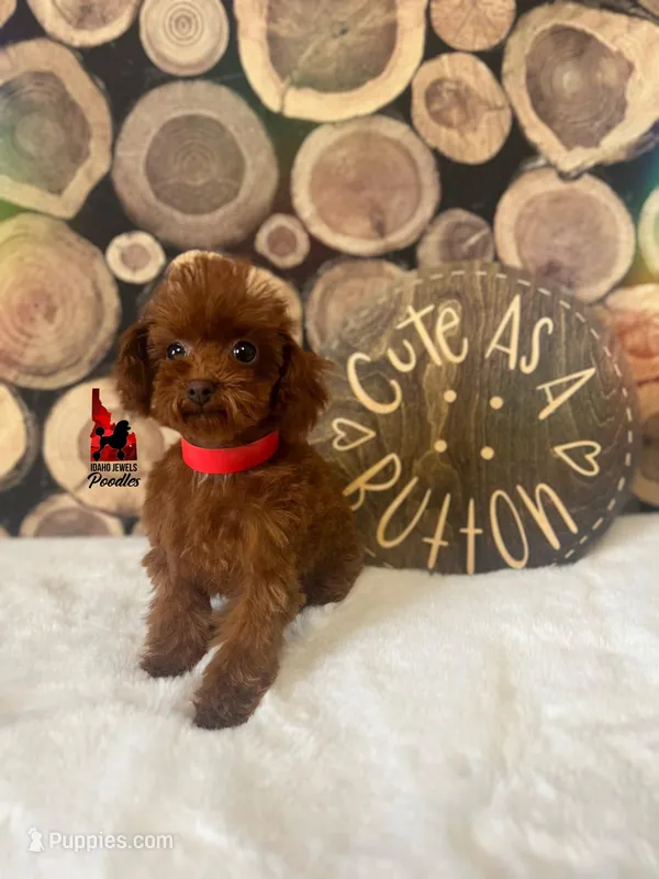 💎🐩Lava the Teacup Poodle – Poodle - Toy  puppy for sale in Rigby, ID