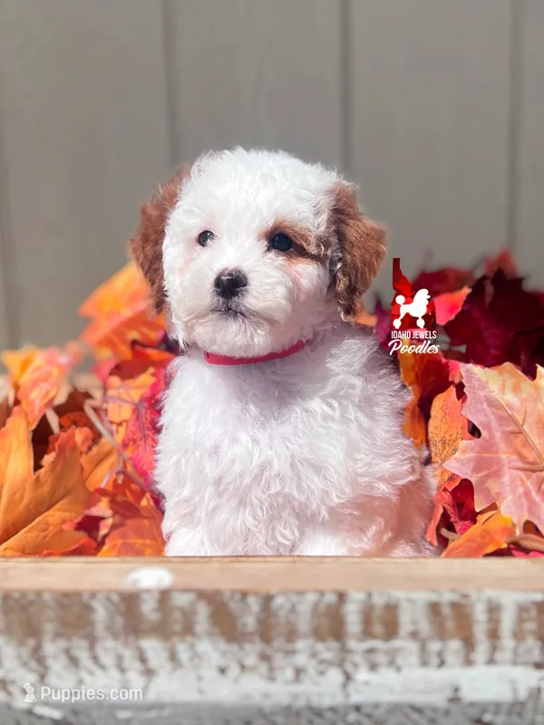 Paprika, Dark Red Parti Large Mini Poodle Girl ~ Breeder or Pet – Poodle - Miniature  puppy for sale in Rigby, ID