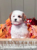 Paprika, Dark Red Parti Large Mini Poodle Girl ~ Breeder or Pet, a female Poodle - Miniature  for sale in Rigby, ID – 1 of 4