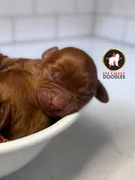 Chex, Red F1 Cavapoo Boy ~ Breeder or Pet, a male Cavalier King Charles Spaniel and Poodle - Miniature  for sale in Rigby, ID – 7 of 8