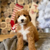 Ranger, Large Mini Boy Full AKC💎🐩, a male Poodle - Miniature  for sale in Rigby, ID – Photo 7 of 9